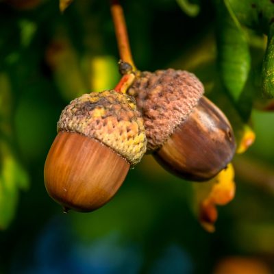 Savoury & Mixed Nuts